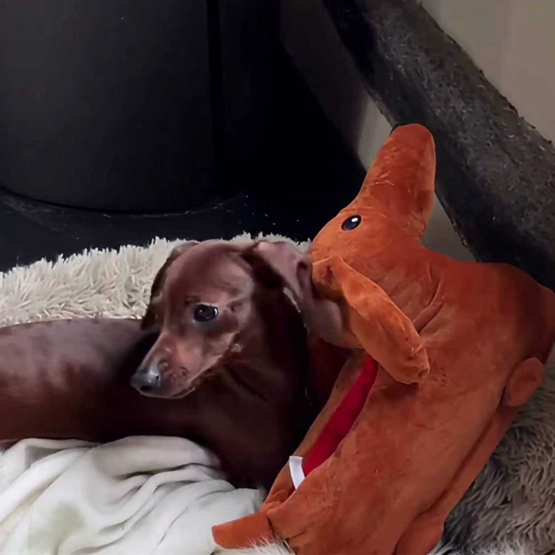 Dachshund Cotton Slippers - animal slippers women cute slippers for women dachshund